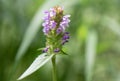 Common self-heal, Prunella vulgaris, flower